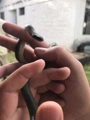 Erythrolamprus epinephalus albiventris