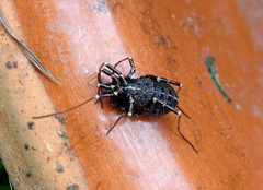 Egaenus convexus
