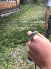 Erythrolamprus epinephalus albiventris