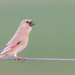 Desert Finch - Photo (c) yusufyi, some rights reserved (CC BY)