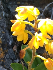 Polystachya pubescens