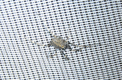 Egaenus convexus