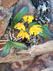 Polystachya pubescens