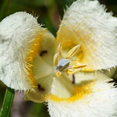 Calochortus subalpinus