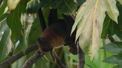 Pteropus tonganus