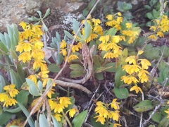 Polystachya pubescens