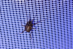 Egaenus convexus