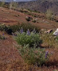 Lupinus argenteus argenteus