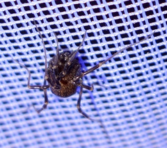 Egaenus convexus