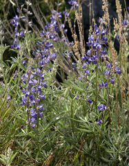 Lupinus argenteus argenteus
