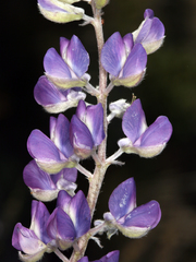 Lupinus argenteus argenteus