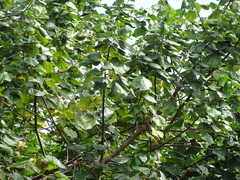 Hibiscus tiliaceus tiliaceus