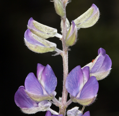 Lupinus argenteus argenteus