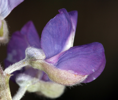 Lupinus argenteus argenteus