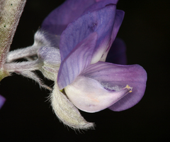 Lupinus argenteus argenteus