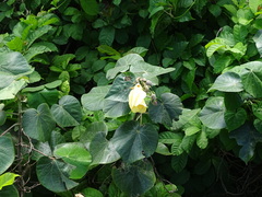 Hibiscus tiliaceus tiliaceus