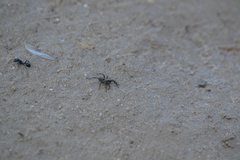 Lycosidae