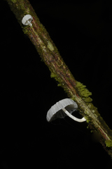 Marasmiellus volvatus