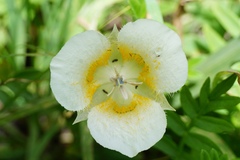Calochortus subalpinus