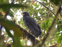 Morphnarchus princeps