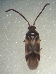 Ceratocapsini