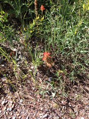 Castilleja linariifolia