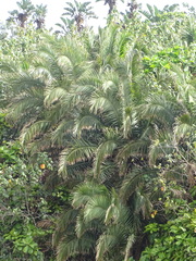 Phoenix reclinata
