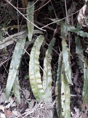Elaphoglossum cuspidatum