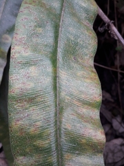 Elaphoglossum cuspidatum