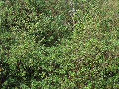 Hibiscus tiliaceus tiliaceus