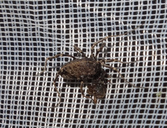 Egaenus convexus