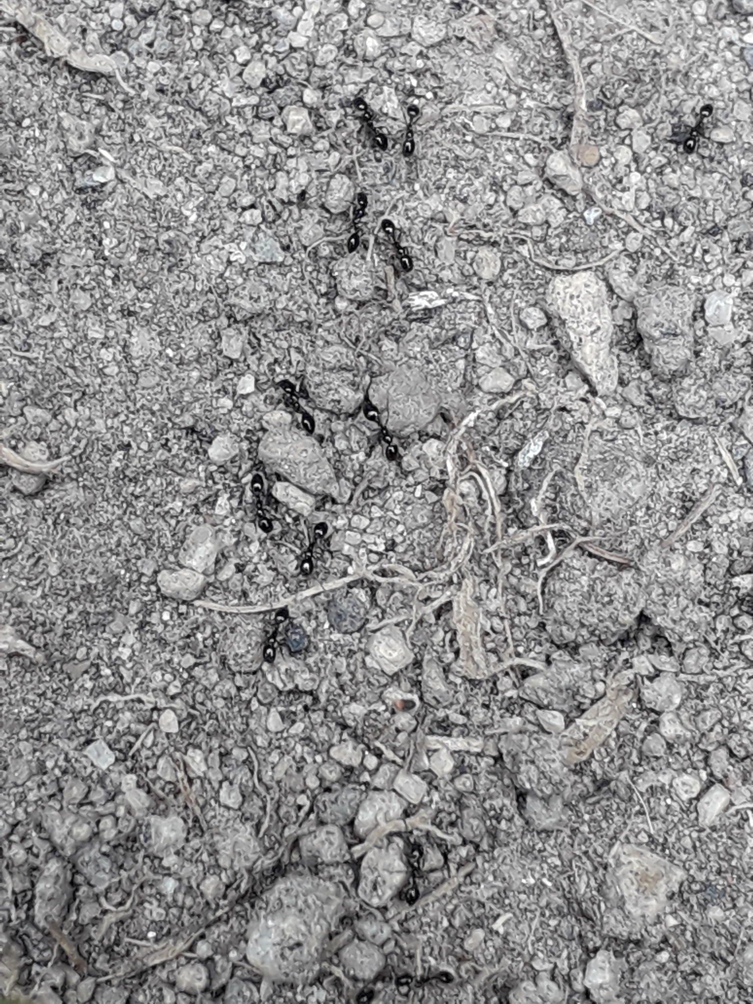 Monomorium