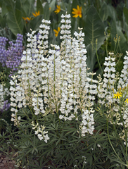 Lupinus caudatus caudatus