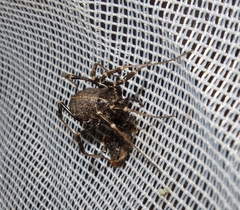 Egaenus convexus