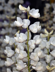 Lupinus caudatus caudatus