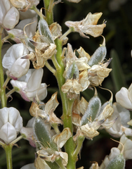 Lupinus caudatus caudatus