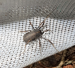 Egaenus convexus