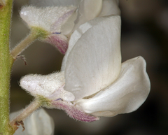 Lupinus caudatus caudatus