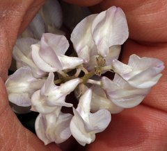 Lupinus caudatus caudatus