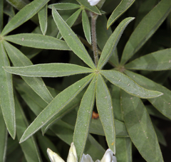Lupinus caudatus caudatus