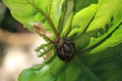 Orthalicidae