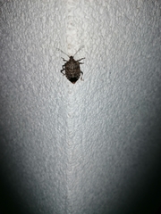 Halyomorpha halys