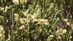 Amphithalea vlokii