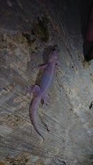 Gehyra mutilata