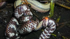 Cylindrophis ruffus