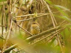 Silvicultrix diadema