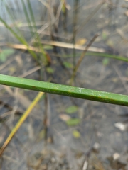 Schoenoplectus litoralis