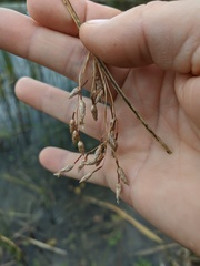 Schoenoplectus litoralis