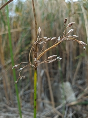 Schoenoplectus litoralis