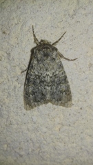 Polymixis flavicincta
